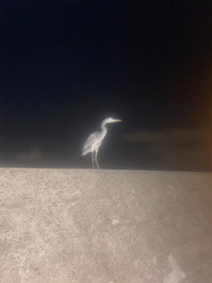 アジングでハゼ！