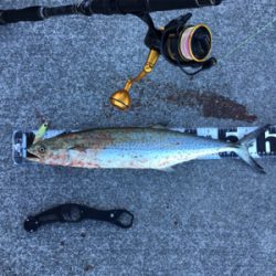 ギリ鰆61センチ。鯖36センチ。。。