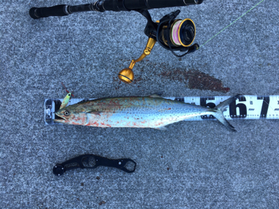 ギリ鰆61センチ。鯖36センチ。。。