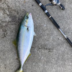 プリっプリのハマチ