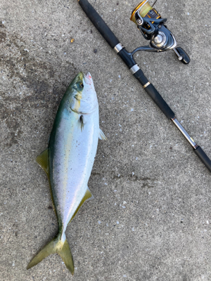 プリっプリのハマチ