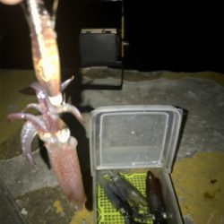 プチ1091モード ヒイカ釣り＼(^o^)／