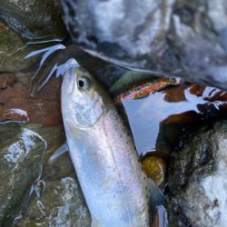 水無瀬　トラウト