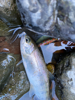 水無瀬　トラウト