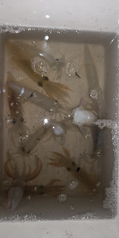 アジング練習 232