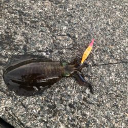 今年のエギング納め