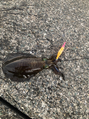 今年のエギング納め