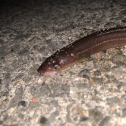 穴子リベンジ！