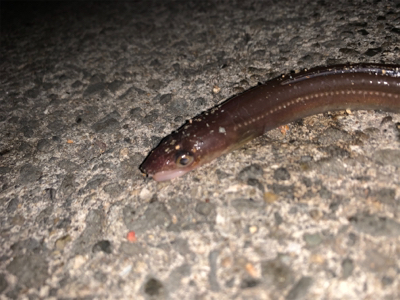 穴子リベンジ！