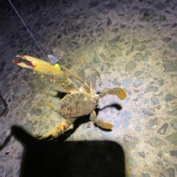 アジングするもアジは釣れず