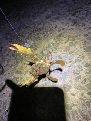 アジングするもアジは釣れず