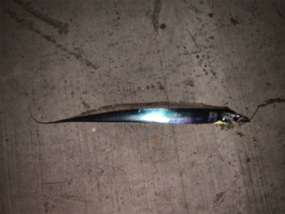 太刀魚リベンジ