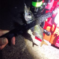 アジング？メバリング？