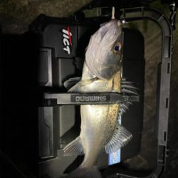 中央市場近くで五目釣り