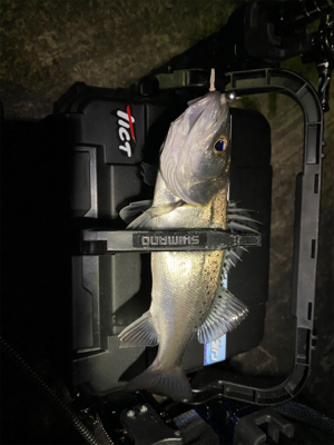 中央市場近くで五目釣り