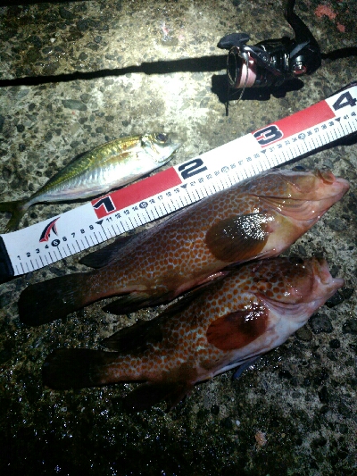 アジングならぬアコリング