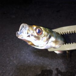 先週より型アップ