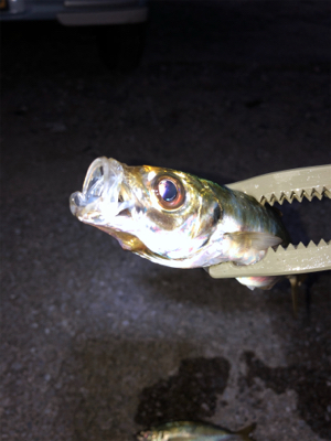 先週より型アップ