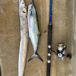 サゴシ&タチウオ釣果！！ただ巻きで釣れる！