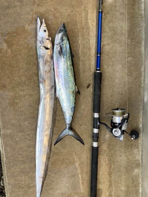 サゴシ&タチウオ釣果！！ただ巻きで…