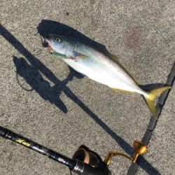 ハマチ48センチ。。。