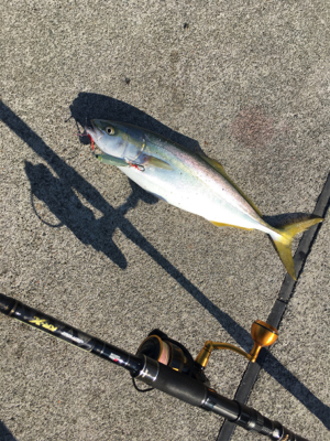 ハマチ48センチ。。。