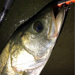 都市型河川シーバス!