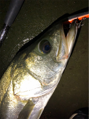 都市型河川シーバス！