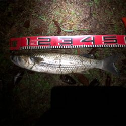 週3回ペースのセイゴ釣り