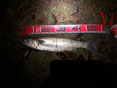 週3回ペースのセイゴ釣り