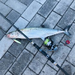 コスモスクエア釣果