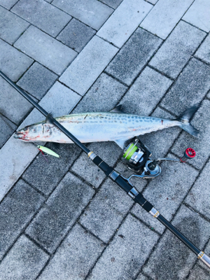 コスモスクエア釣果