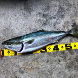 渋いがなんとかメジロ