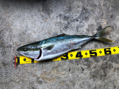 渋いがなんとかメジロ