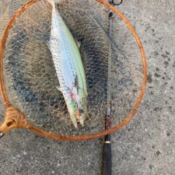 2日連続ハマチ&サゴシ