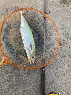 2日連続ハマチ&サゴシ