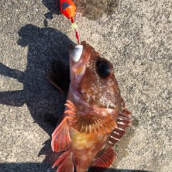 遠征したけど渋い