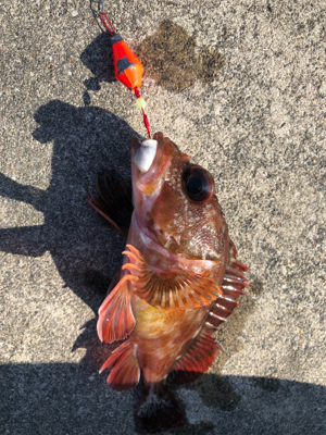 遠征したけど渋い