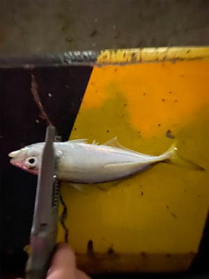 初めてのキャロ