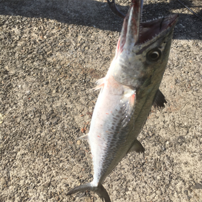 サゴシが釣れたよ〜
