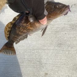 ちょっとイマイチなアイナメ