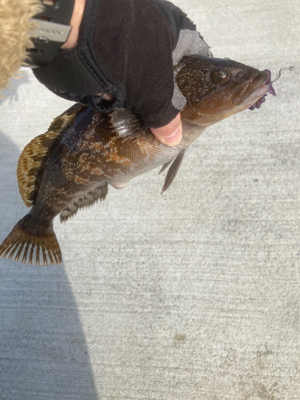ちょっとイマイチなアイナメ