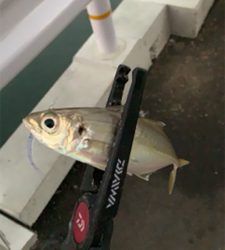 タチウオまだおるんや