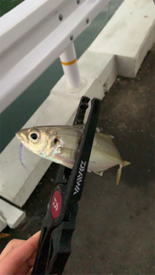 タチウオまだおるんや