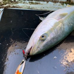 明石沖ジギング