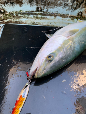 明石沖ジギング