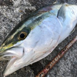 メジロ！ハマチ！2020ライトゲーム第37戦