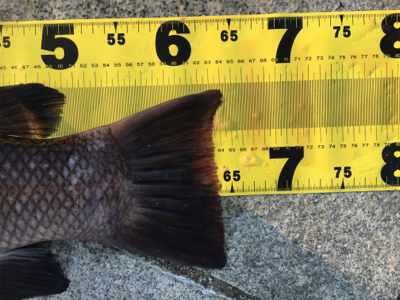 タンコブゲーム