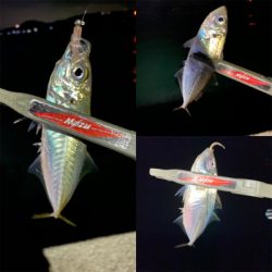 アジミルクバチオキアミ赤ラメ