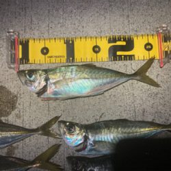 フロートアジング絶好調